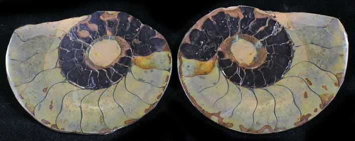 Iron Replaced Ammonite Fossil Pair #27464